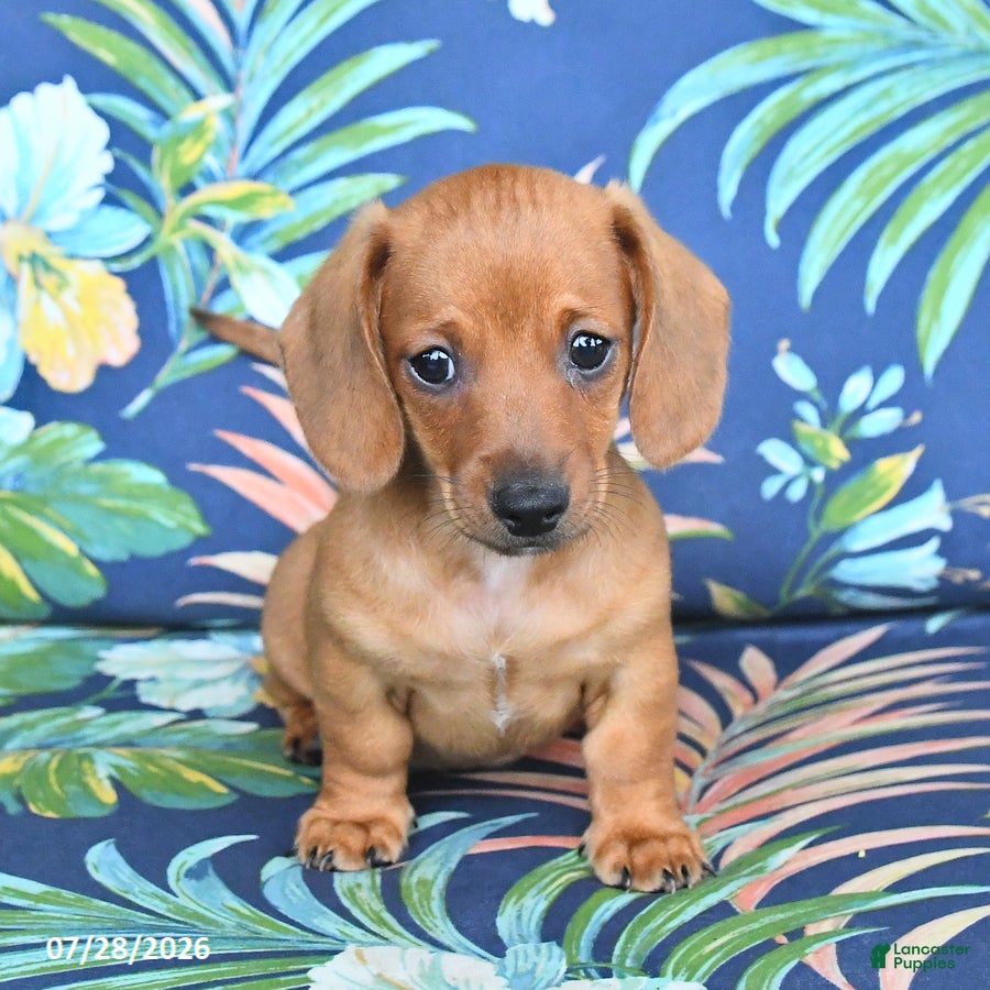 Miniature Dachshund dogs Jasper - Ad 1