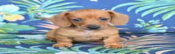 Miniature Dachshund dogs for sale: Jasper - Ad 1
