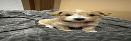 Maltipoo dogs for sale: Maltipoo 5 - Ad 12