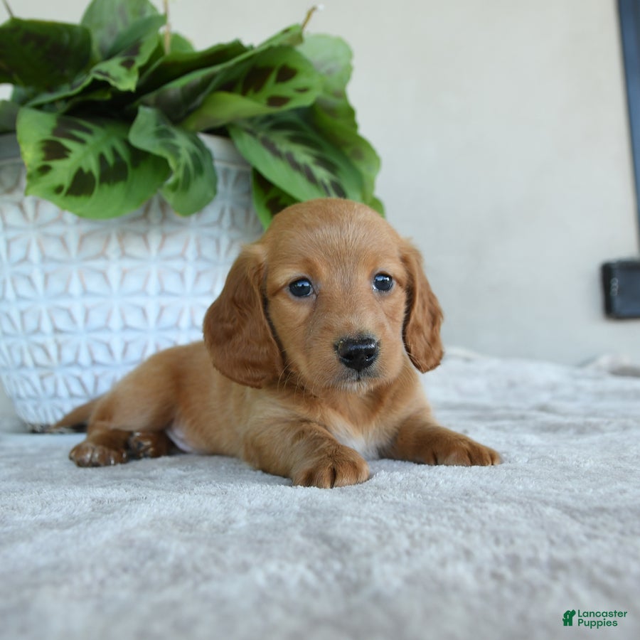 Dachshund dogs for sale: Wellington - Ad 3