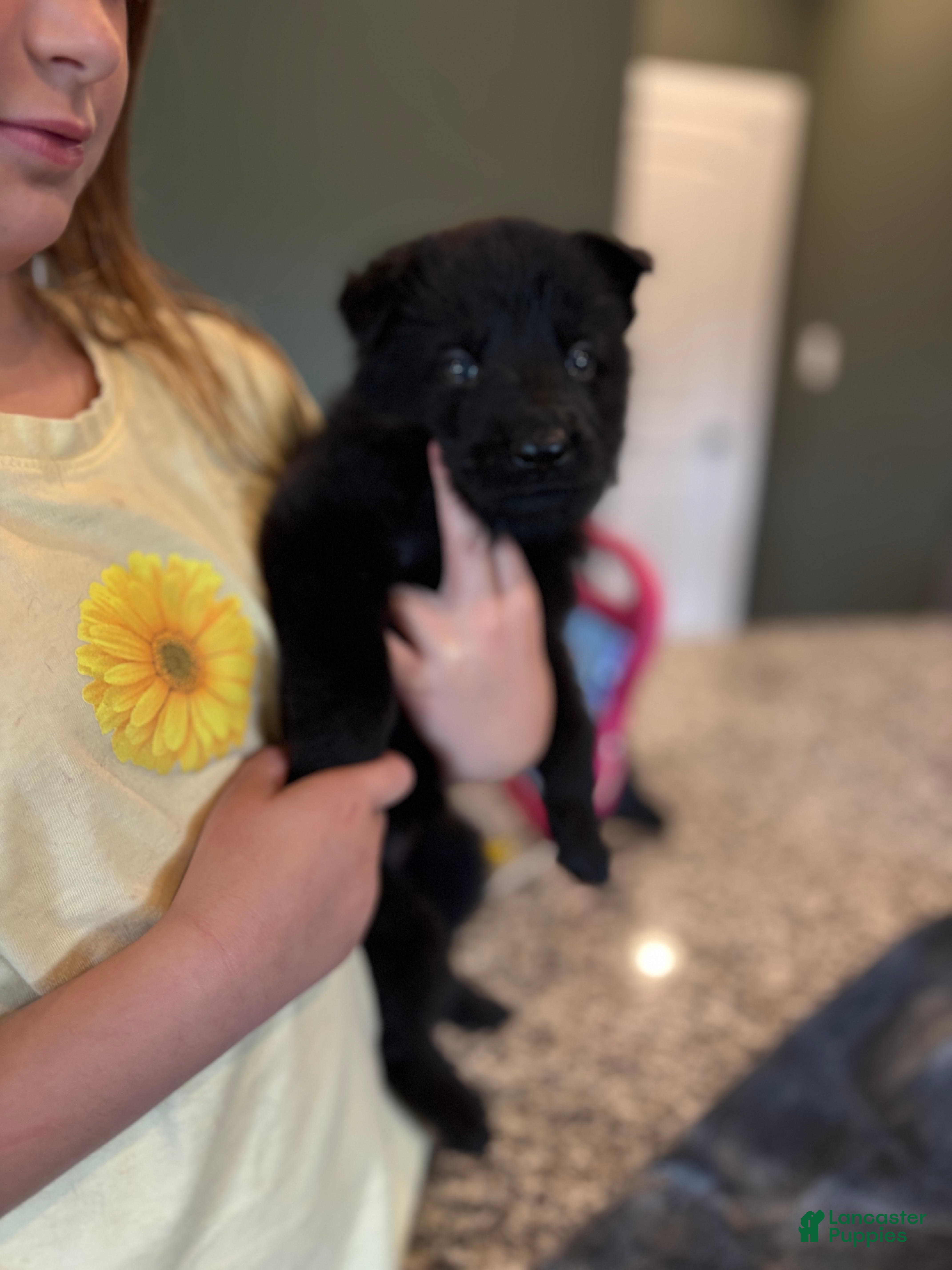 German Shepherd dogs for sale: German Shepherd Puppy 2 - Ad 2