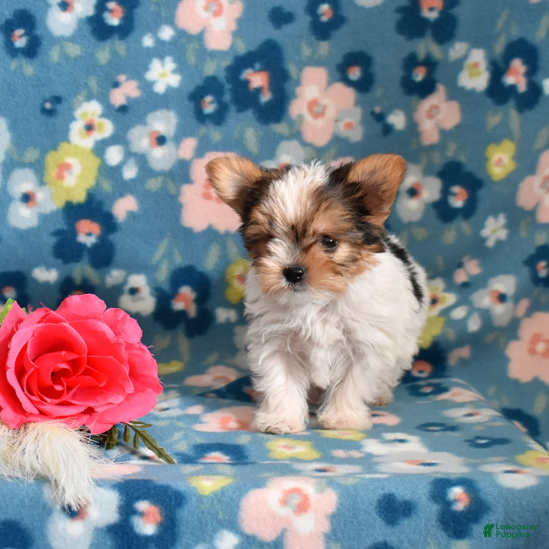 Yorkshire Terrier dogs for sale: Ginger - Ad 4