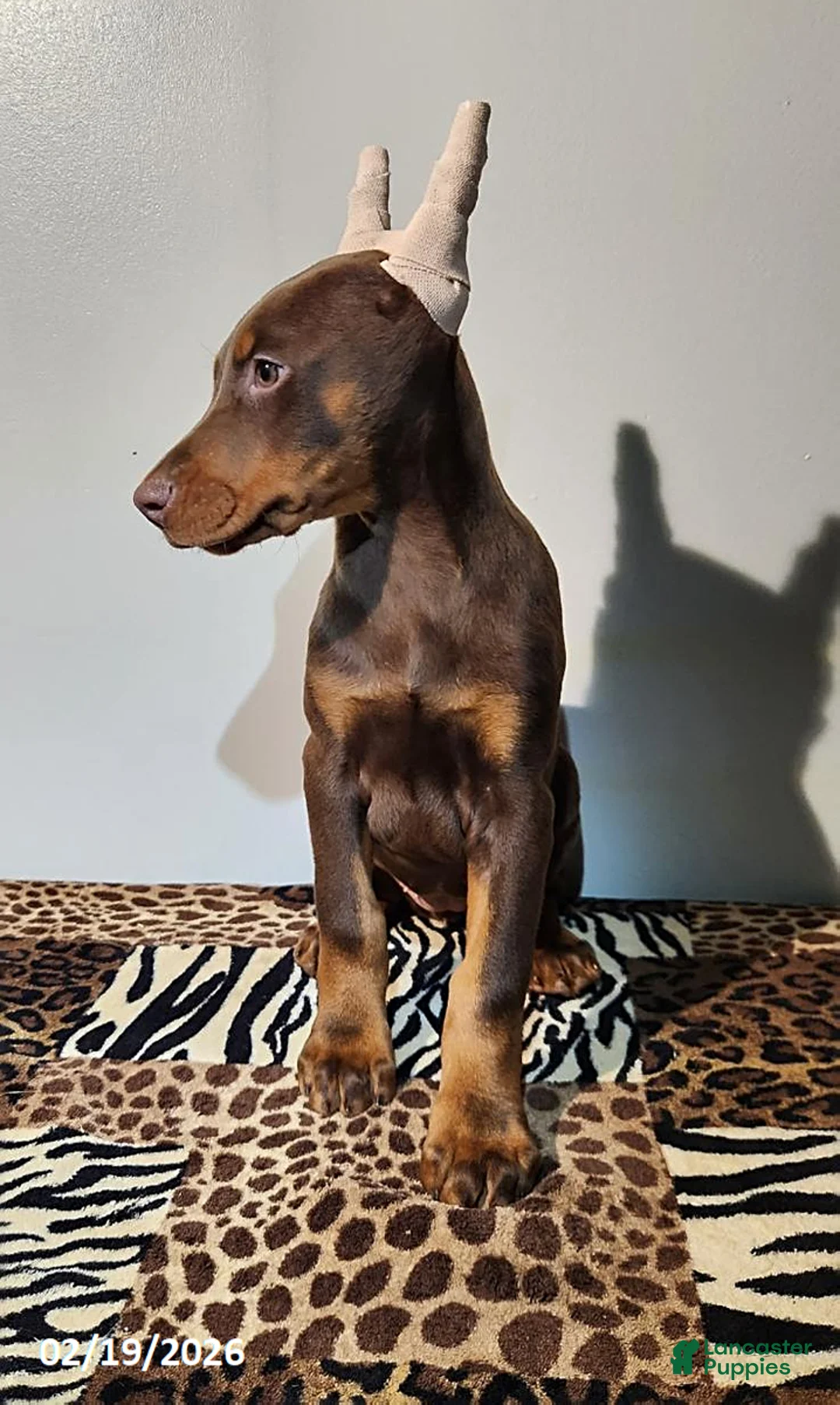 Doberman Pinscher dogs for sale: Ramona - Ad 8