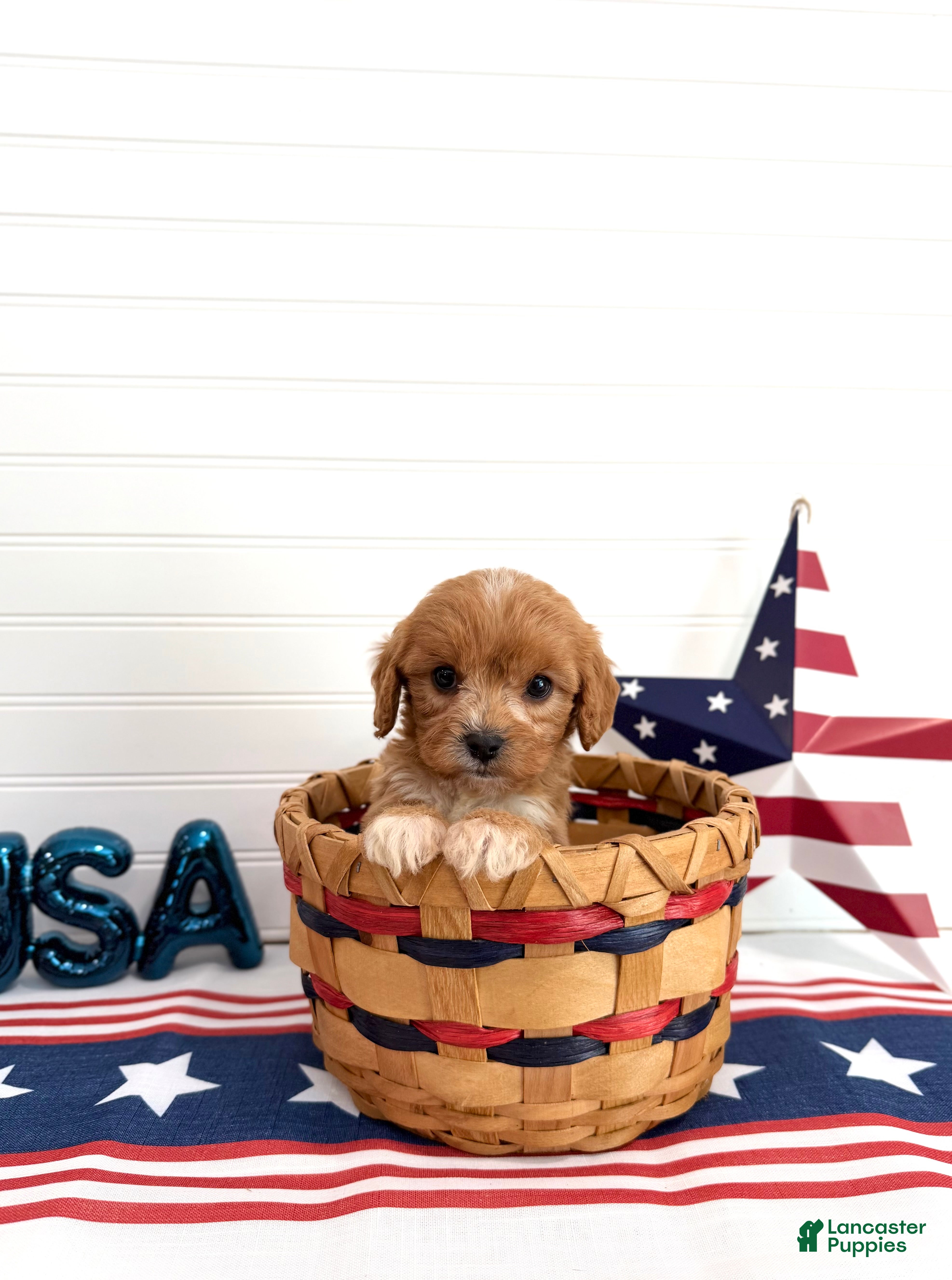 Cavapoo dogs Sparkler - Ad 1