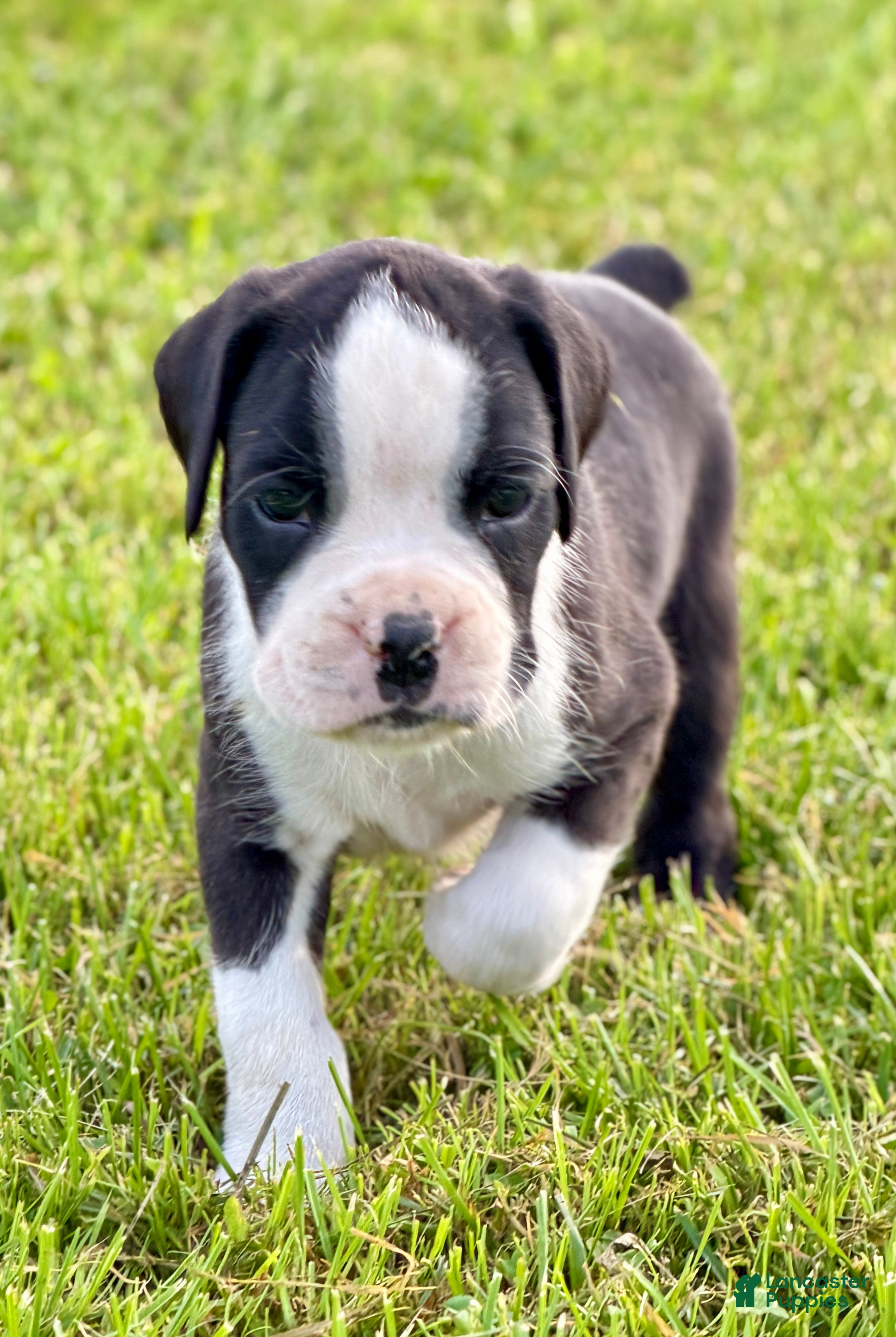 Boxer dogs ONYX - Ad 1