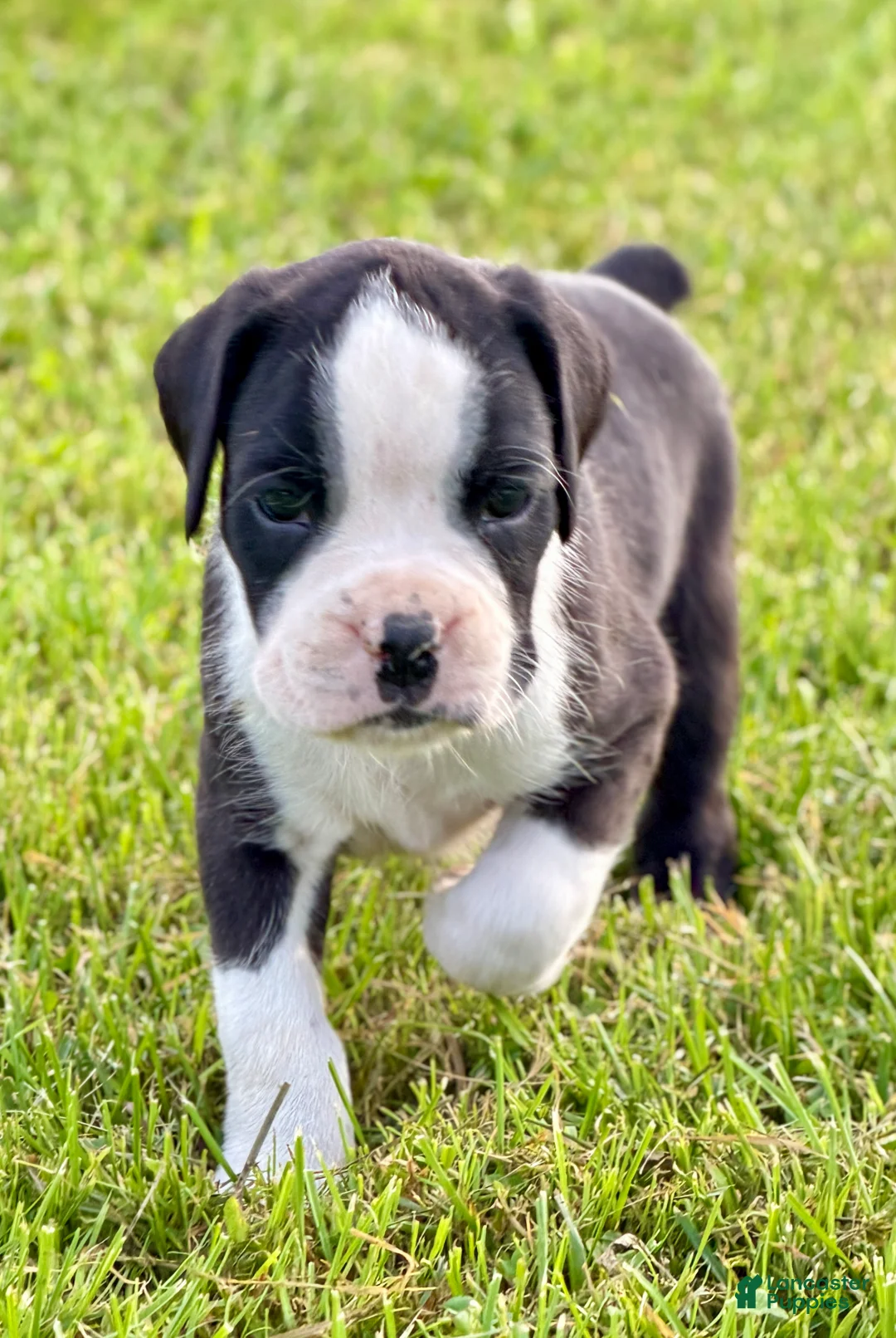 Boxer dogs for sale: ONYX - Ad 1