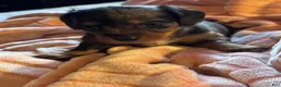 Miniature Dachshund dogs for sale: Daisy - Ad 4