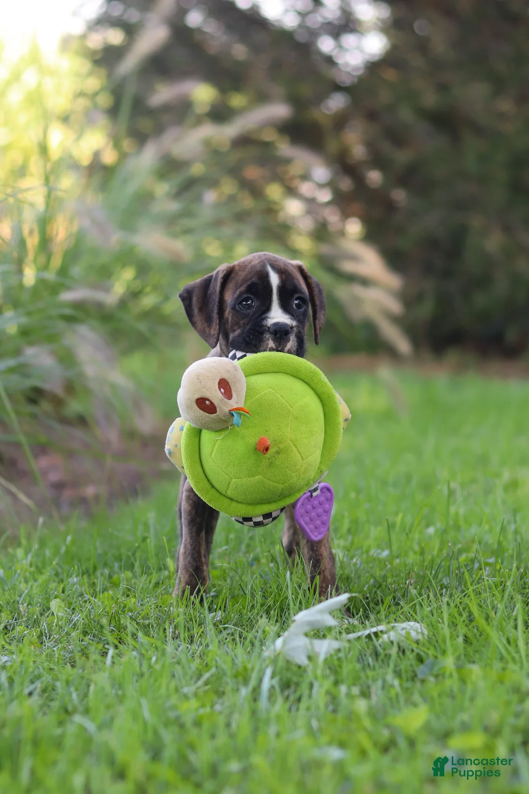Boxer dogs for sale: Lacy - Ad 1