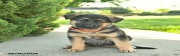 Mixed Breed dogs for sale: Rose  - Ad 3