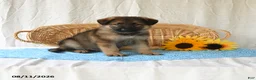 German Shepherd dogs for sale: Taylor - Ad 2