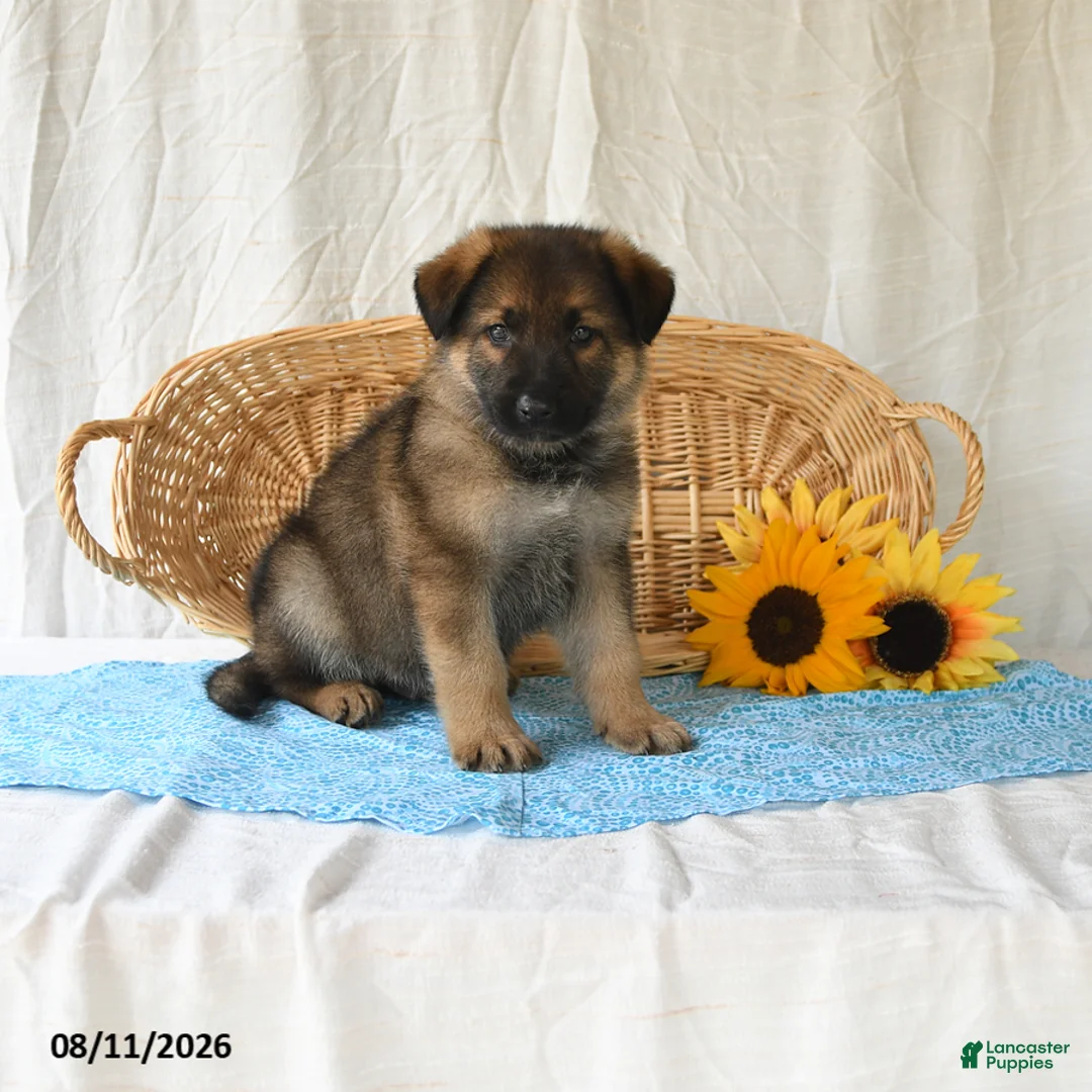 German Shepherd dogs for sale: Taylor - Ad 2