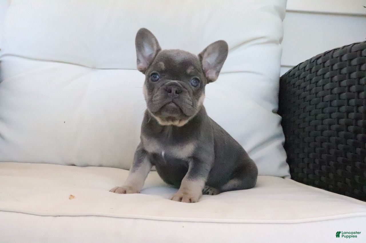 French Bulldog dogs Tracy - Ad 1