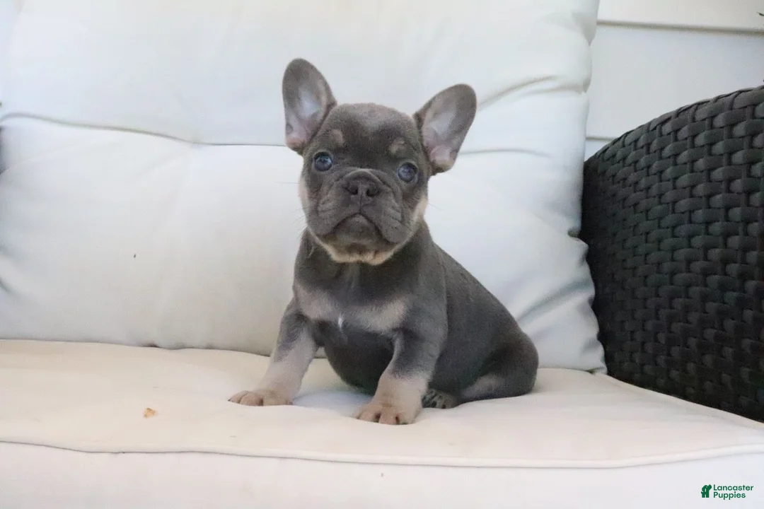 French Bulldog dogs for sale: Tracy - Ad 1