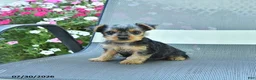 Yorkshire Terrier dogs for sale: Jennie - Ad 4