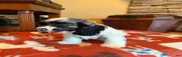 Cocker Spaniel dogs for sale: Black Jack - Ad 10