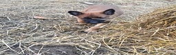 Belgian Malinois dogs for sale: Dark Green  - Ad 11