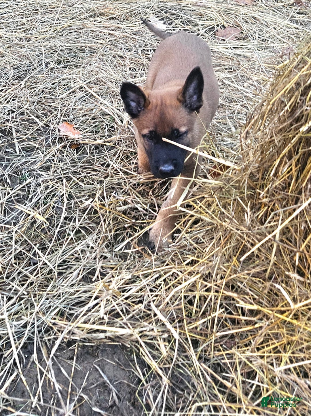 Belgian Malinois dogs for sale: Dark Green  - Ad 11