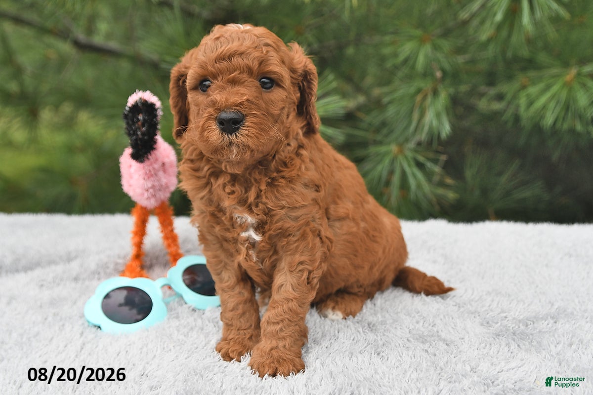 Mini Goldendoodle dogs Murphy - Ad 1