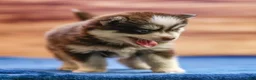 Pomsky dogs for sale: Twix - Ad 2
