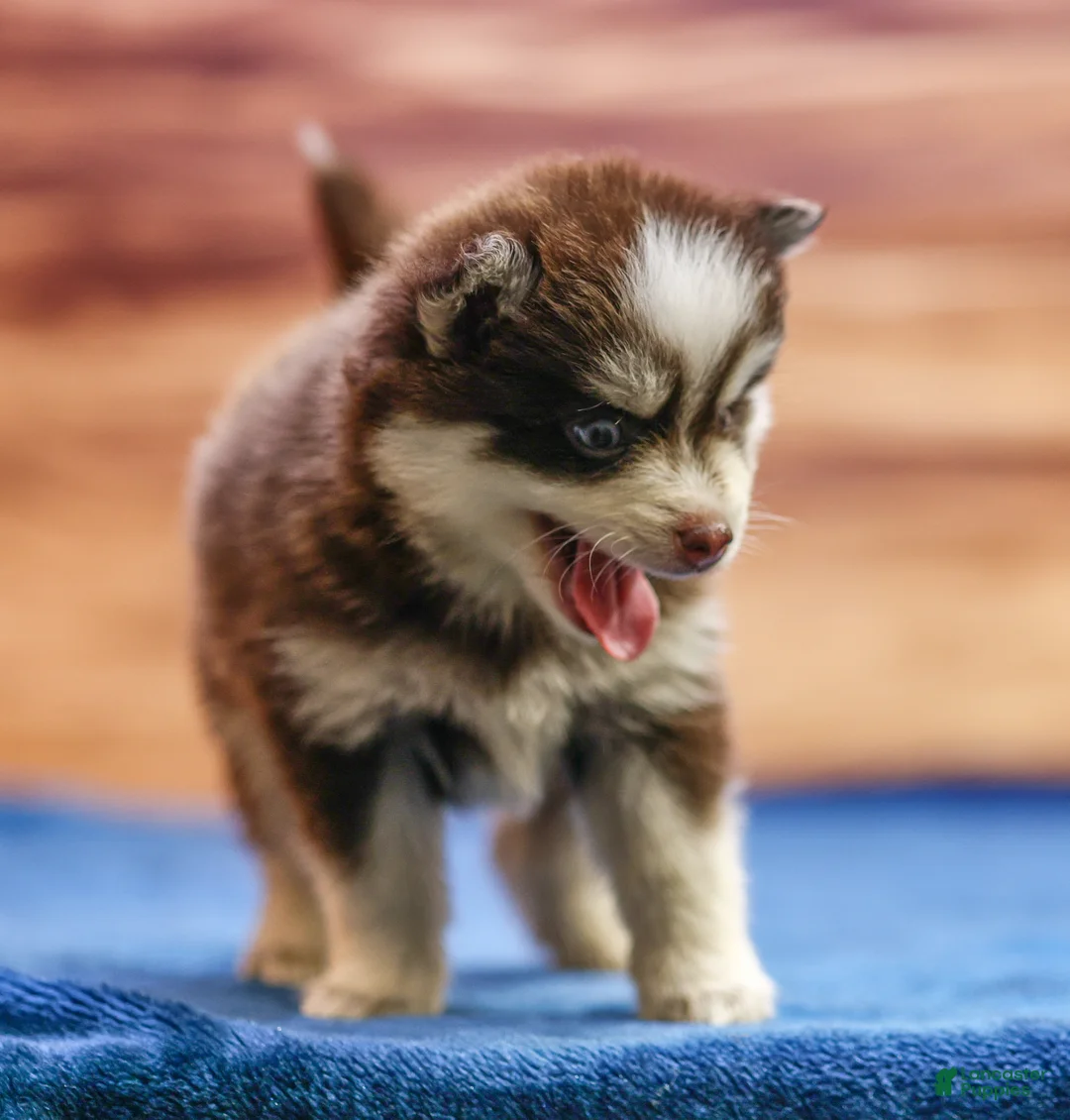 Pomsky dogs for sale: Twix - Ad 2