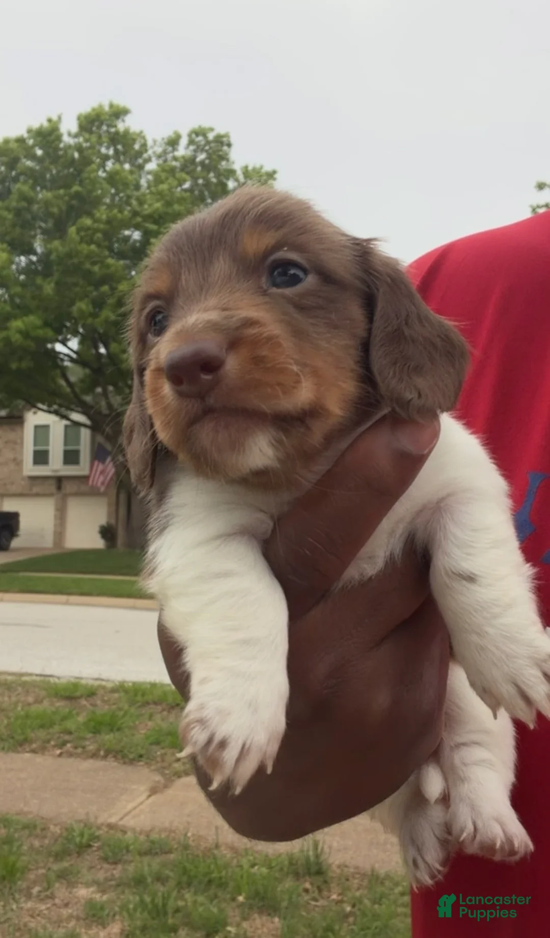 Dachshund dogs for sale: Dachshund Puppy 1 - Ad 1