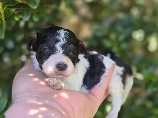 Maltipoo dogs Topaz - Ad 35