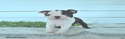 Boston Terrier dogs for sale: Naveen - Ad 13