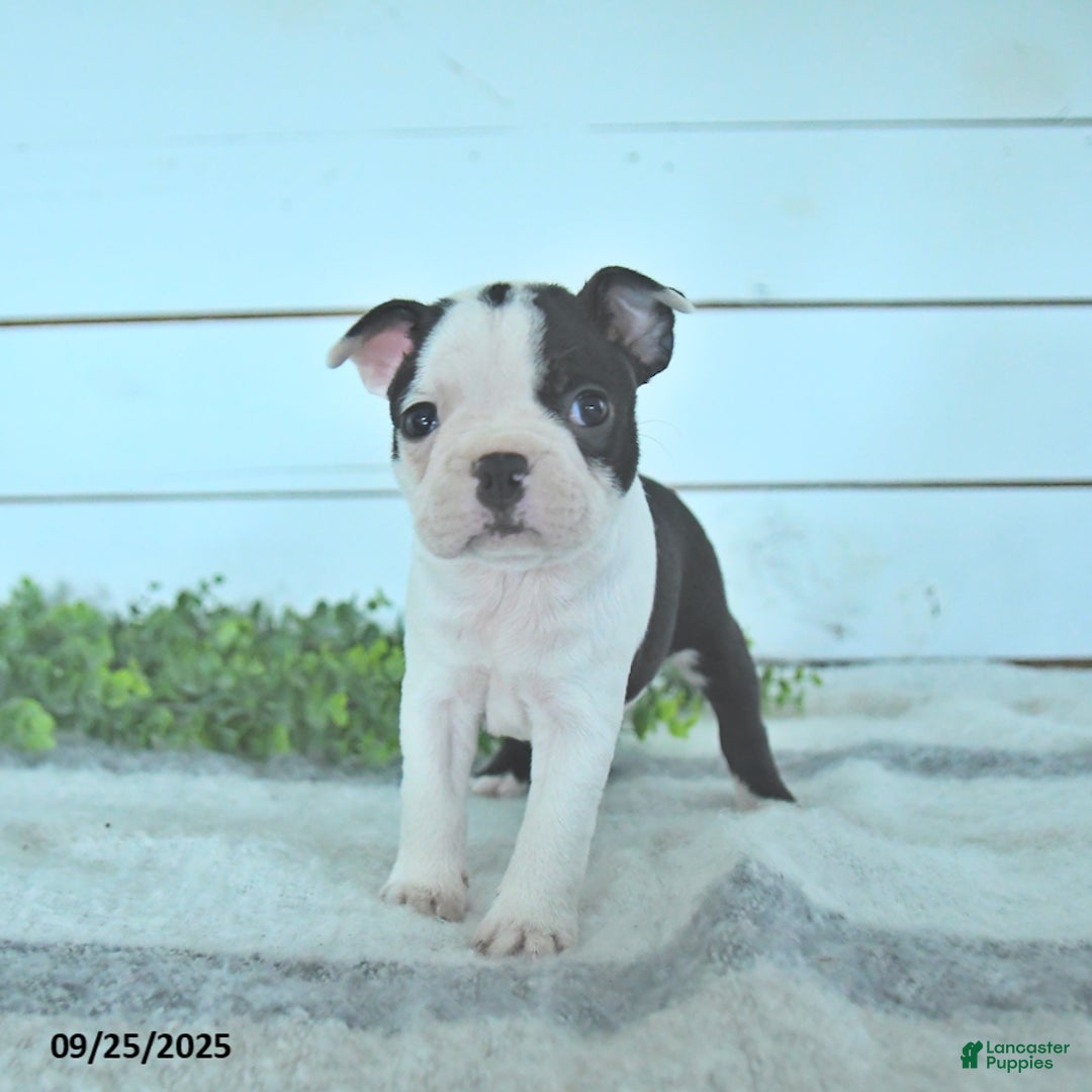 Boston Terrier dogs for sale: Naveen - Ad 13