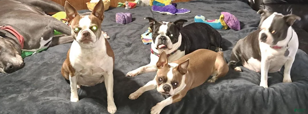 Boston Terrier dogs for sale: Sir Damien Keeper of Hearts - Ad 3