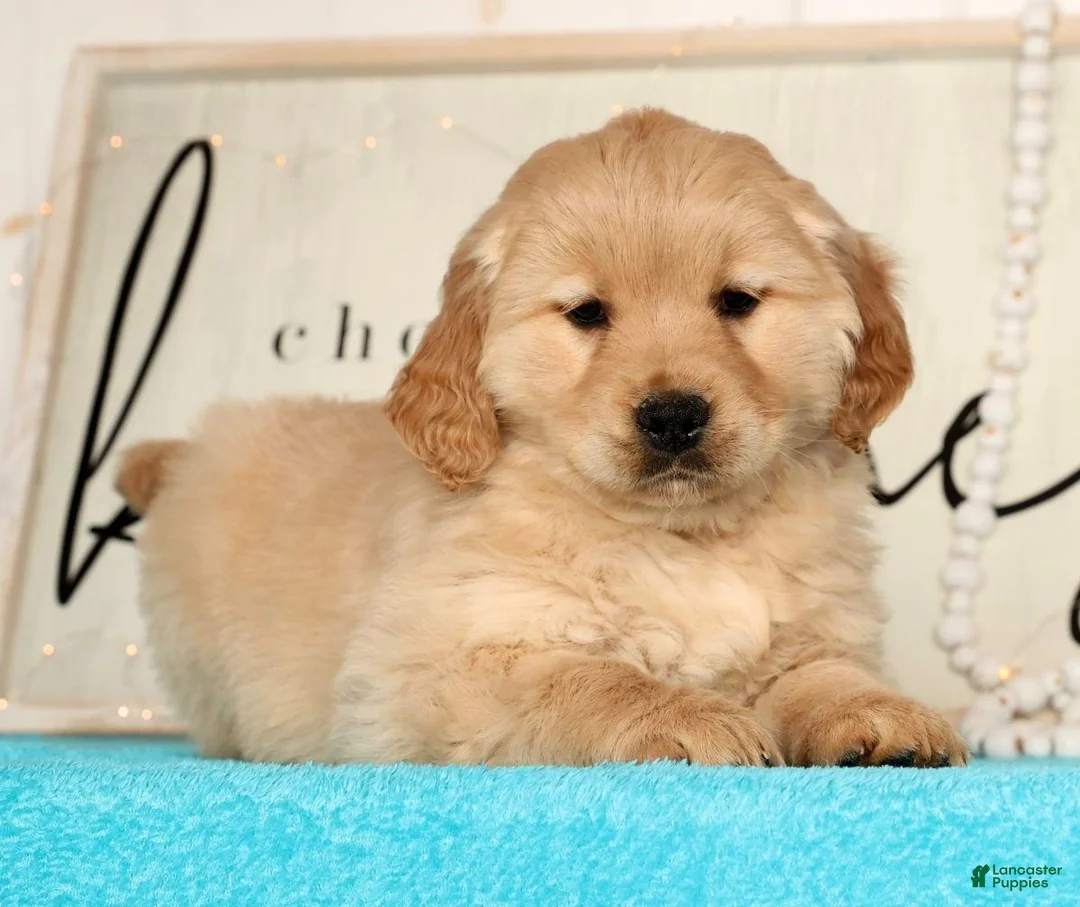 Golden Retriever dogs for sale: Rose - Ad 8
