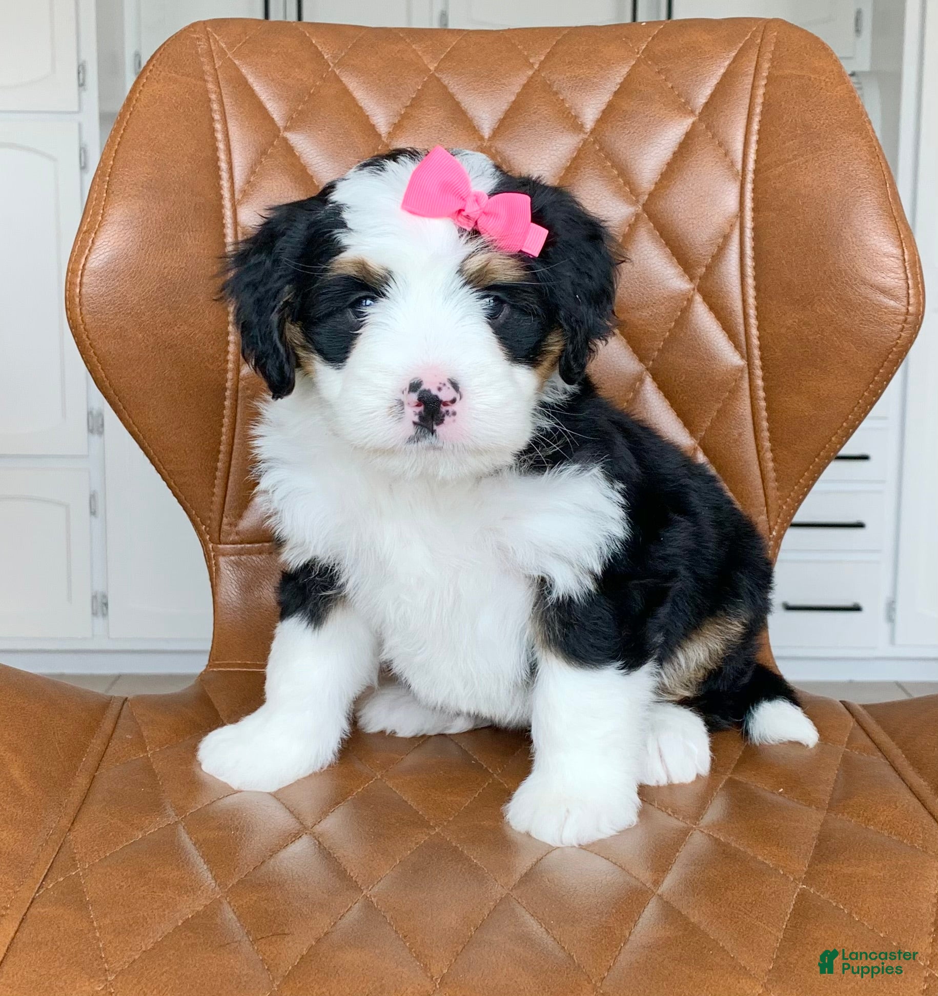 Bernedoodle dogs Bella - Ad 2