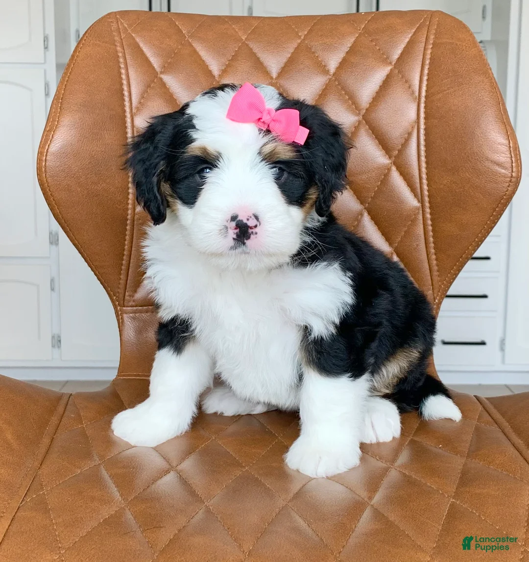 Bernedoodle dogs for sale: Bella - Ad 2