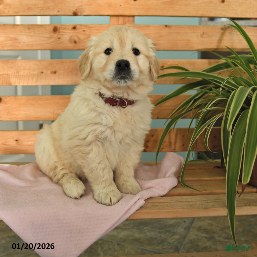 Golden Retriever dogs for sale: Karlee - Ad 1