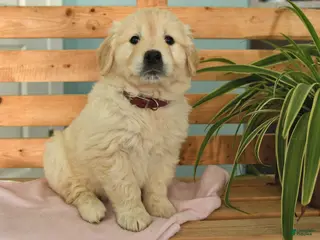 Golden Retriever dogs Karlee - Ad 5