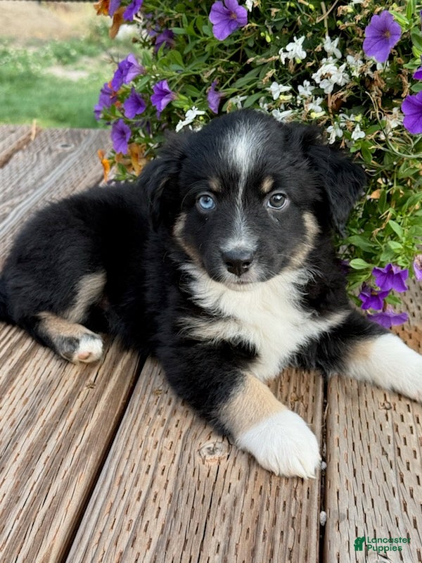 Miniature Australian Shepherd dogs Hooligan's Black Tri Male - Ad 1