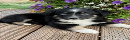 Miniature Australian Shepherd dogs for sale: Hooligan's Black Tri Male - Ad 1