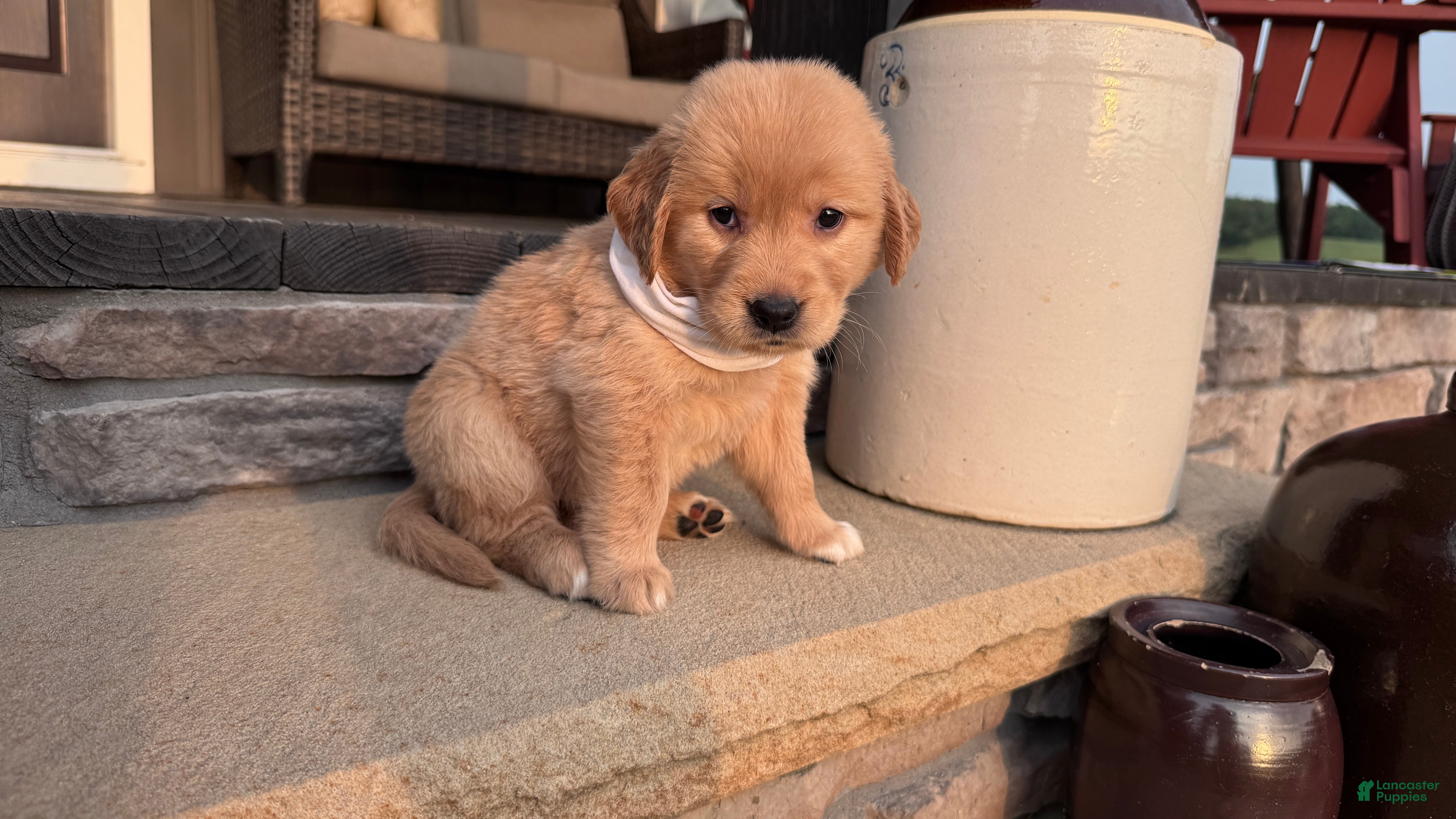 Golden Retriever dogs AKC Miss Luna Belle - Ad 1