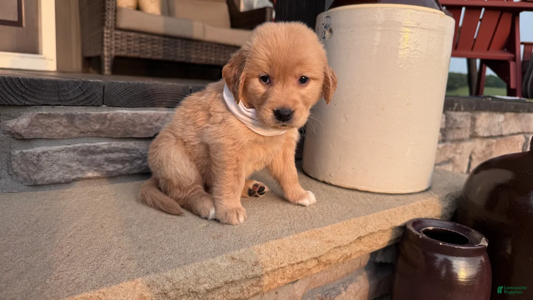 Golden Retriever dogs for sale: AKC Miss Luna Belle - Ad 1