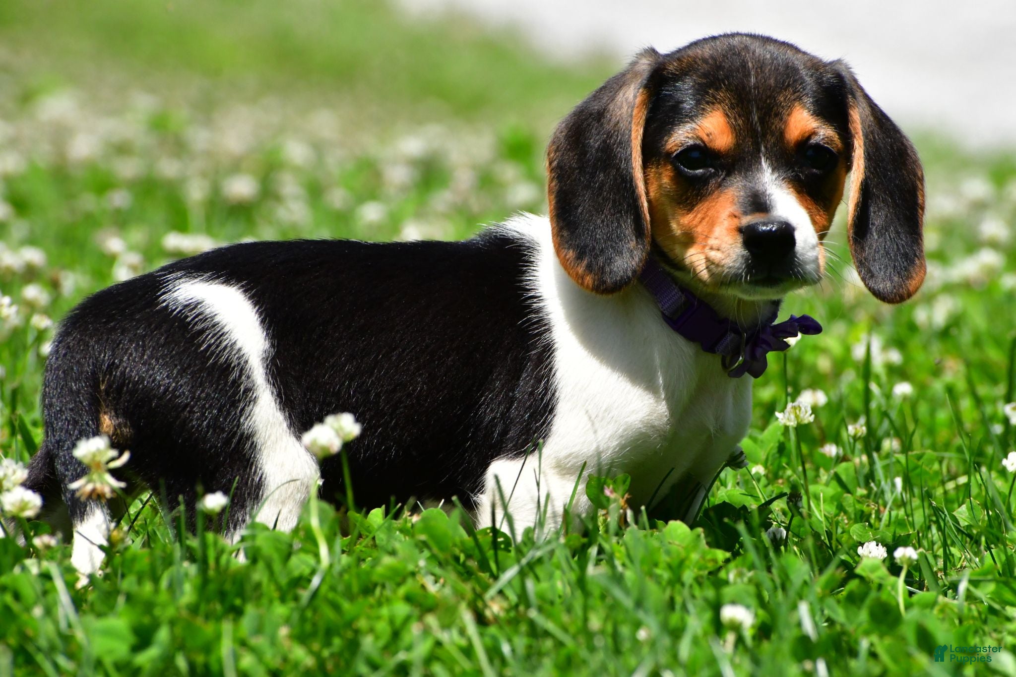 Beagle dogs Vicky - Ad 2