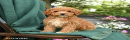 Miniature Poodle dogs for sale: Blake - Ad 1