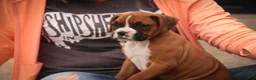 Boxer dogs for sale: Tara - Ad 2