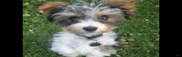 Biewer Terrier dogs for stud: Kody  - Ad 5