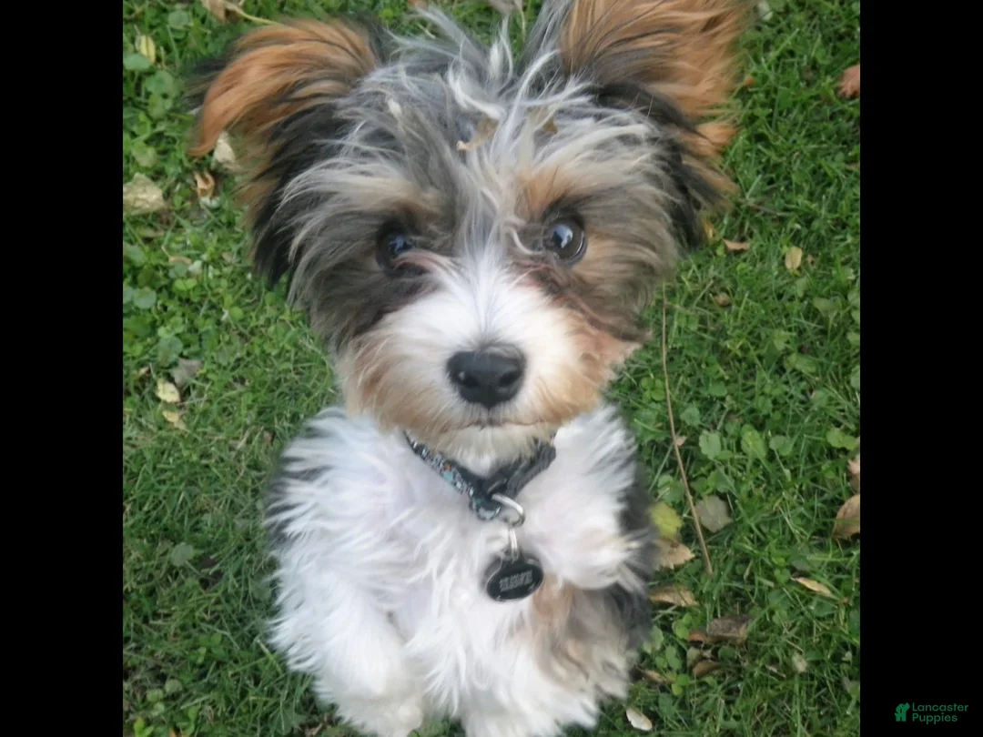 Biewer Terrier dogs for stud: Kody  - Ad 5