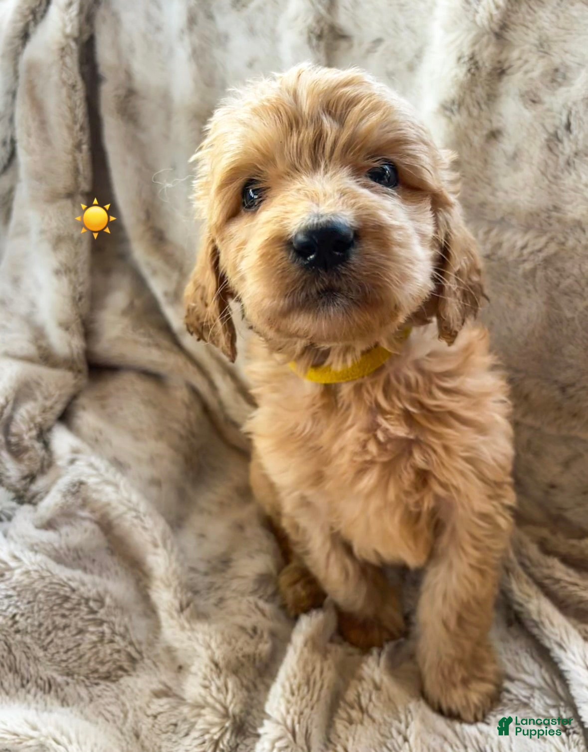 Goldendoodle dogs Soleil - Ad 30