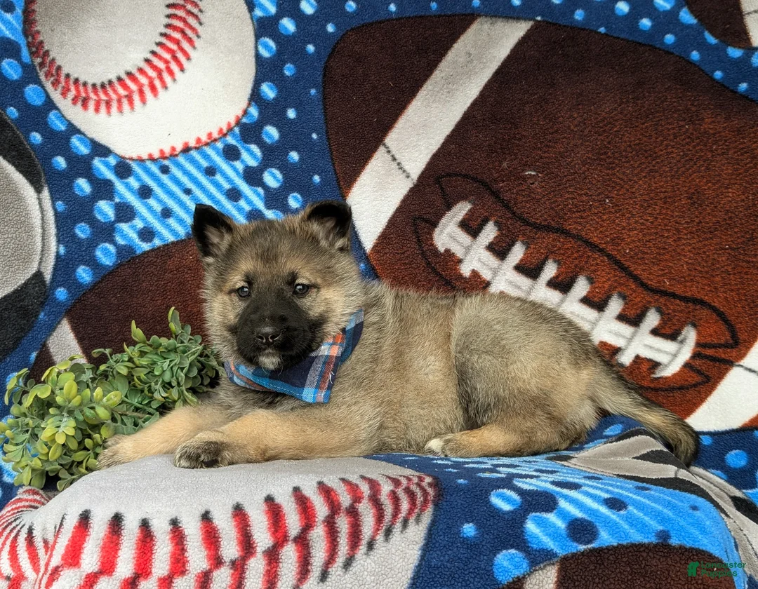 Mixed Breed dogs for sale: Clifton - Ad 4