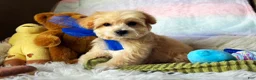 Maltipoo dogs for sale: Peanut - Ad 3