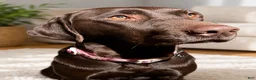 Labrador Retriever dogs for sale: Ruby - Ad 3