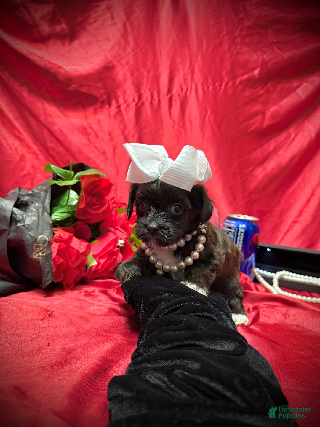 Yorkiepoo dogs for sale: Twix  - Ad 9