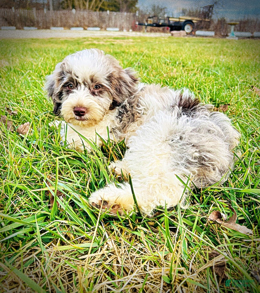 Havapoo dogs for sale: Pixie - Ad 8