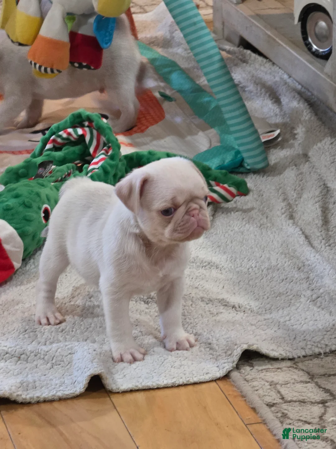 Pug dogs for sale: Pug Puppy 1 - Ad 2